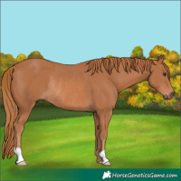 Horse Color:Chestnut Rabicano