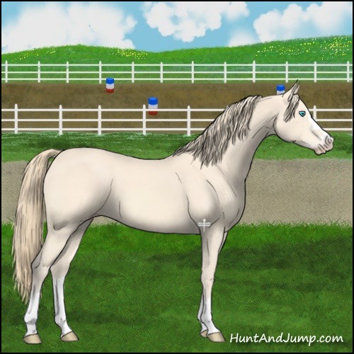 Horse Color:Perlino Splash Frame 