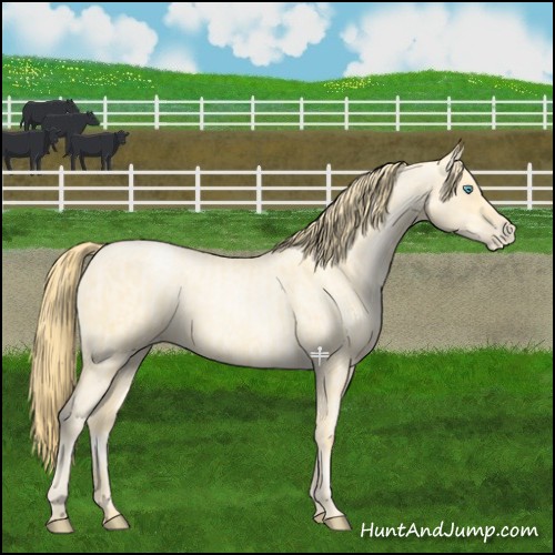Horse Color:Buckskin Roan Pearl and Buckskin Roan Pearl Dun
