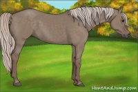 Horse Color:Silver Grullo