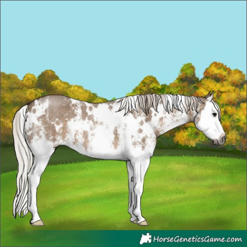 Horse Color:Gray White Spotted Silver Grullo Splash
