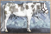 Horse Color:White Spotted Grullo Splash Rabicano