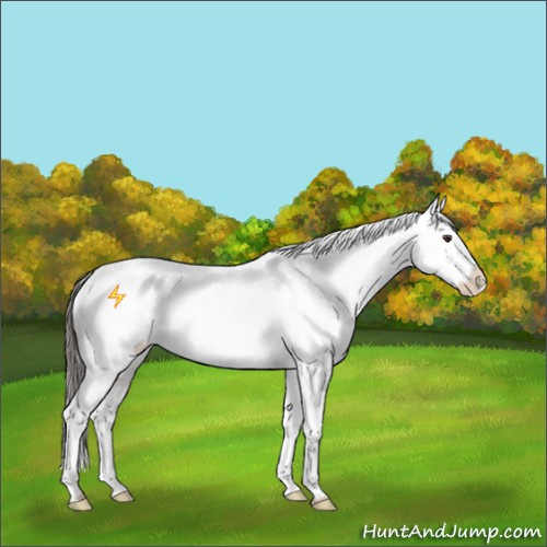 Horse Color:Liver Red Roan Appaloosa 