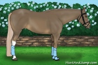 Horse Color:Chocolate Palomino