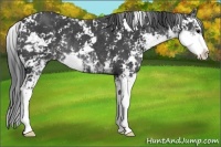 Horse Color:Black Sabino Rabicano