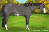 Horse Color:Grullo Sabino 