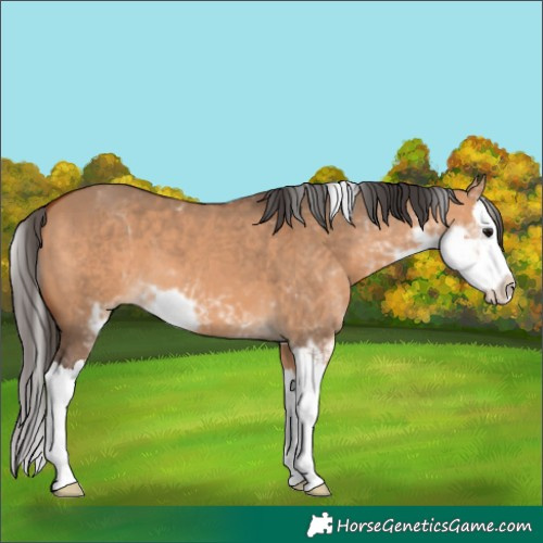 Horse Color:Bay Dun Sabino Splash