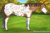 Horse Color:Bay Splash Frame Appaloosa 