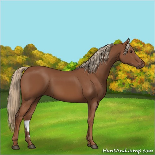 Horse Color:Chestnut 