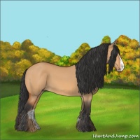 Horse Color:Bay Dun Splash 