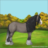 Horse Color:Grullo Splash 