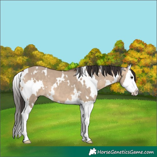 Horse Color:White Spotted Bay Dun Splash 