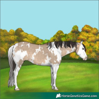 Horse Color:White Spotted Bay Dun Splash 