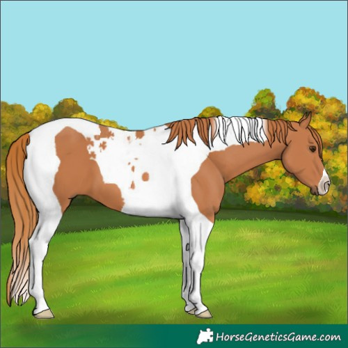 Horse Color:Chestnut Tobiano