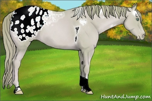 Horse Color:Watercolor Gold Champagne Ice Tobiano Appaloosa 