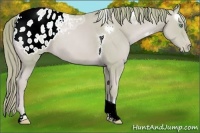 Horse Color:Watercolor Gold Champagne Ice Tobiano Varnish 