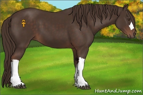 Horse Color:Liver Chestnut 