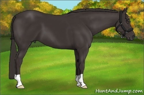 Horse Color:Liver Chestnut 