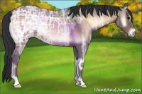 Horse Color:Bay Ice Onyx 