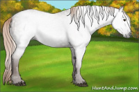 Horse Color:Gray Red Roan