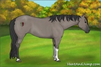 Horse Color:Grullo Roan Tobiano 