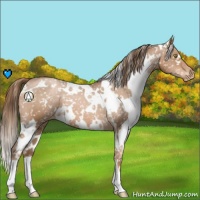 Horse Color:White Spotted Liver Chestnut Pearl Appaloosa 