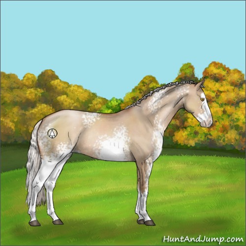 Horse Color:White Spotted Silver Brown Pearl Dun Sabino Splash Rabicano 