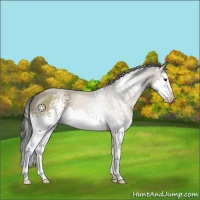 Horse Color:White Spotted Brown Dun Sabino Splash Rabicano