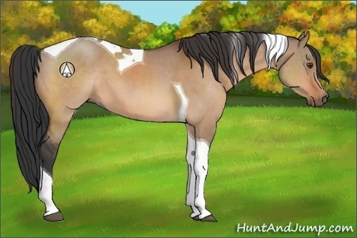 Horse Color:Brown Dun Sabino Tobiano 