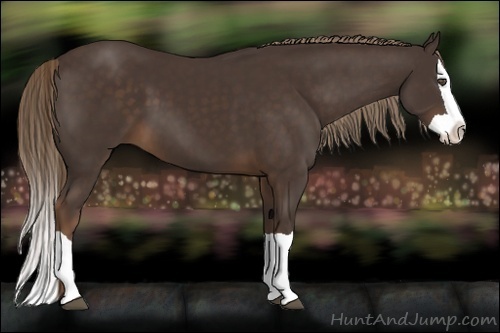 Horse Color:Liver Chestnut Splash 