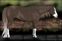Horse Color:Liver Chestnut Splash 