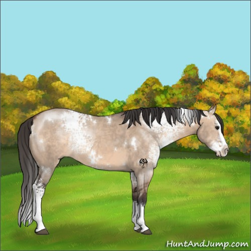 Horse Color:White Spotted Brown Dun Splash Rabicano