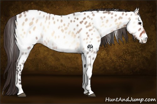 Horse Color:Bay Roan Onyx Appaloosa