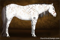 Horse Color:Bay Roan Onyx Appaloosa 