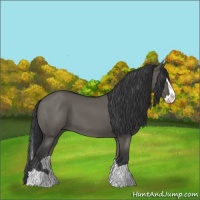 Horse Color:Grullo Splash 