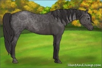 Horse Color:Smoky Blue Roan 