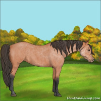 Horse Color:Bay Roan 