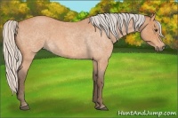Horse Color:Silver Bay Roan 