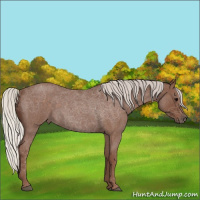 Horse Color:Silver Blue Roan