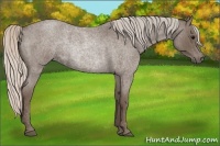 Horse Color:Silver Blue Roan Rabicano 