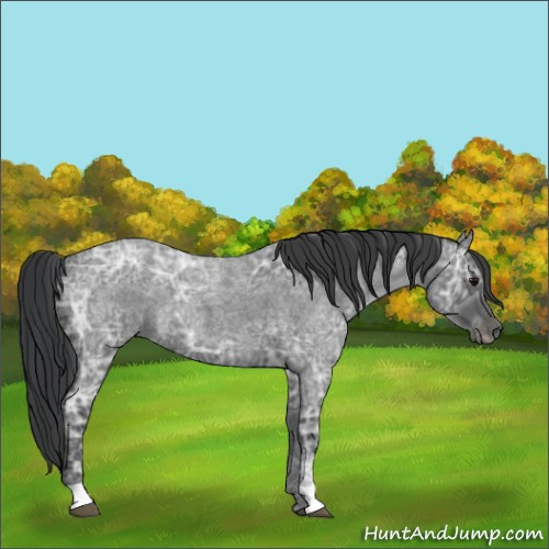 Horse Color:Blue Ice Roan 