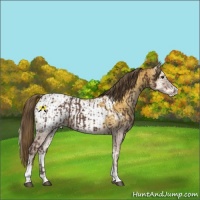 Horse Color:Liver Chestnut Sabino Varnish  and Buckskin Onyx Sabino Snowcap Rabicano 