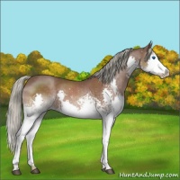 Horse Color:White Spotted Liver Chestnut Mushroom Splash 