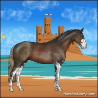 Horse Color:Liver Chestnut Sabino 