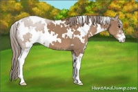 Horse Color:White Spotted Liver Red Dun Sabino 