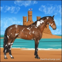 Horse Color:White Spotted Buckskin Rabicano 