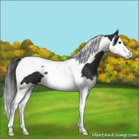Horse Color:Brown Splash Tobiano