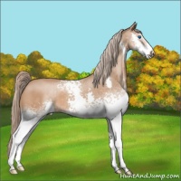 Horse Color:White Spotted Chestnut Splash 