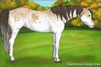 Horse Color:White Spotted Buckskin Splash and White Spotted Buckskin Splash
