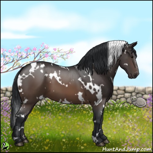 Horse Color:White Spotted Brown